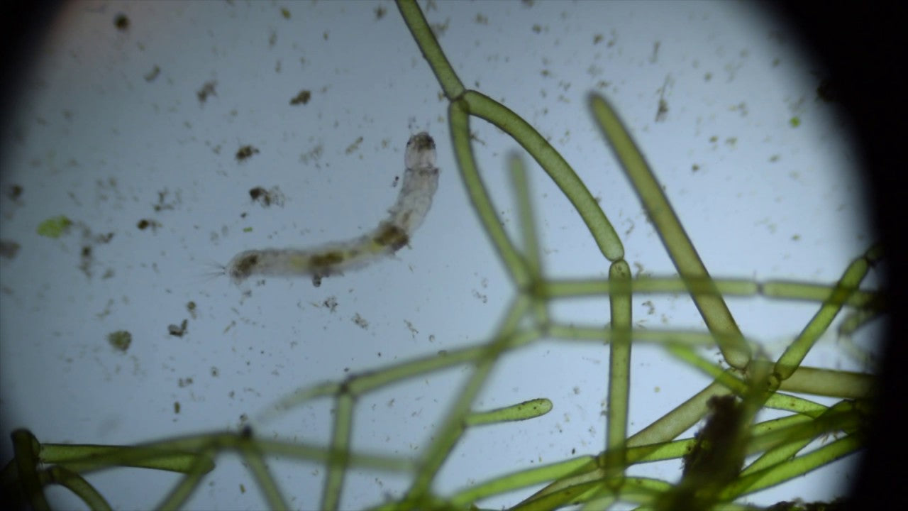 Parasitism in a Pond: How to Protect Your Pond’s Ecosystem