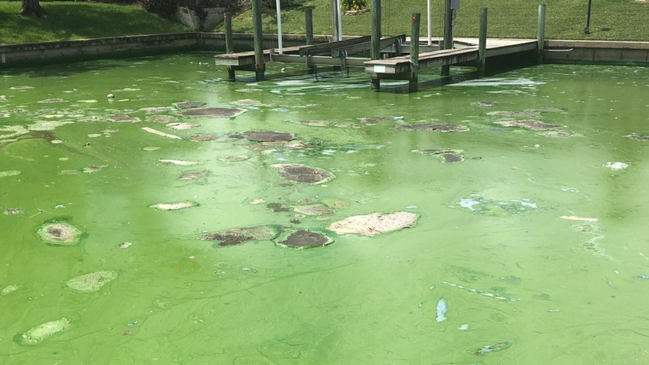 Pond Toxicity: How to Prevent Harmful Algal Blooms and Keep Your Water Safe