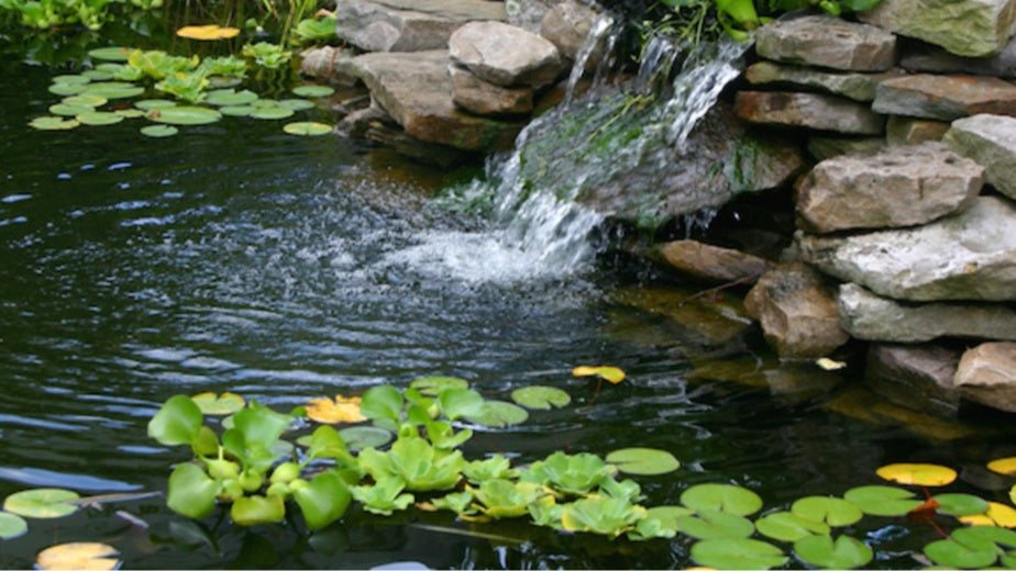 Pond Water Food Web Producers: How They Support the Ecosystem