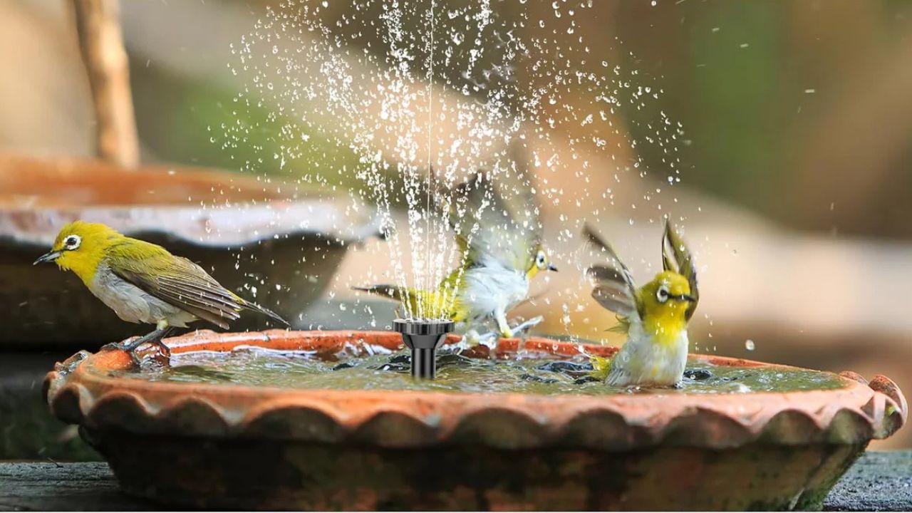 Why Do Birds Love Mini Solar Fountains?