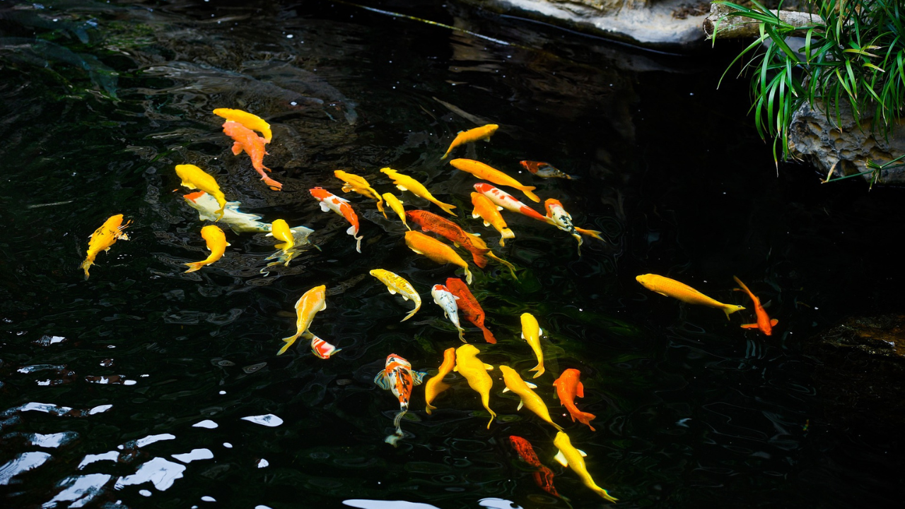The Beauty of Koi