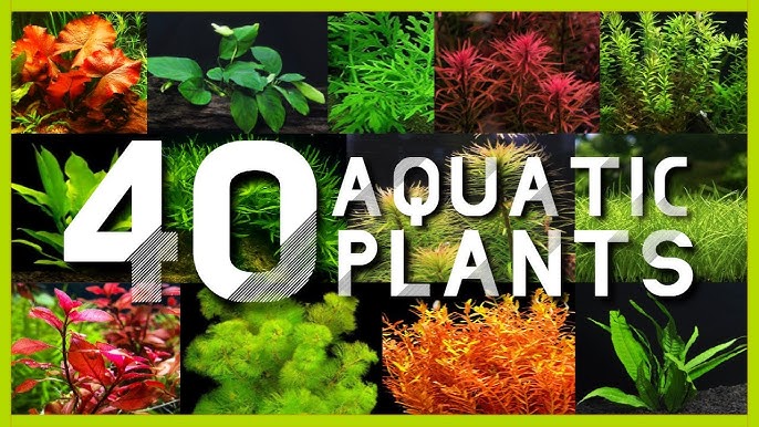 Types of Aquatic Vegetation