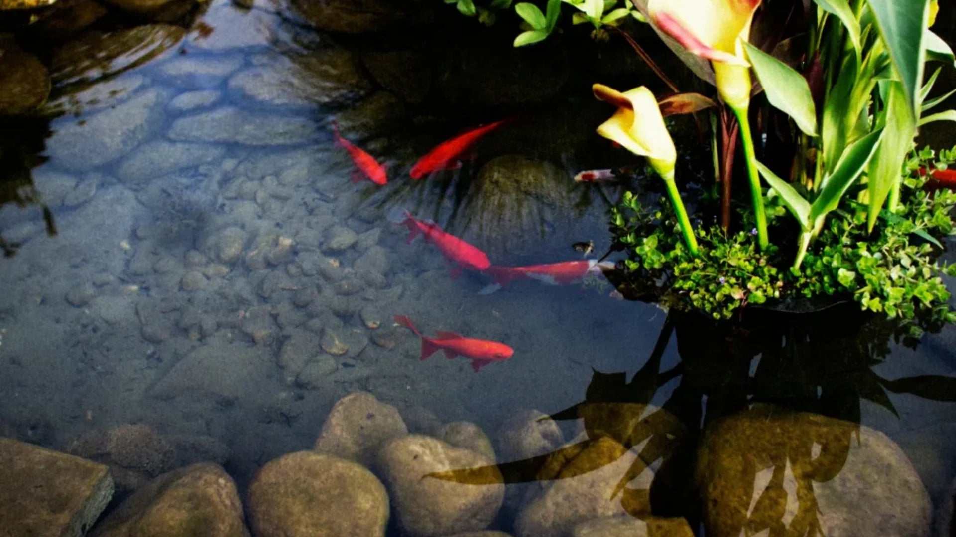 Understanding Pond Overpopulation