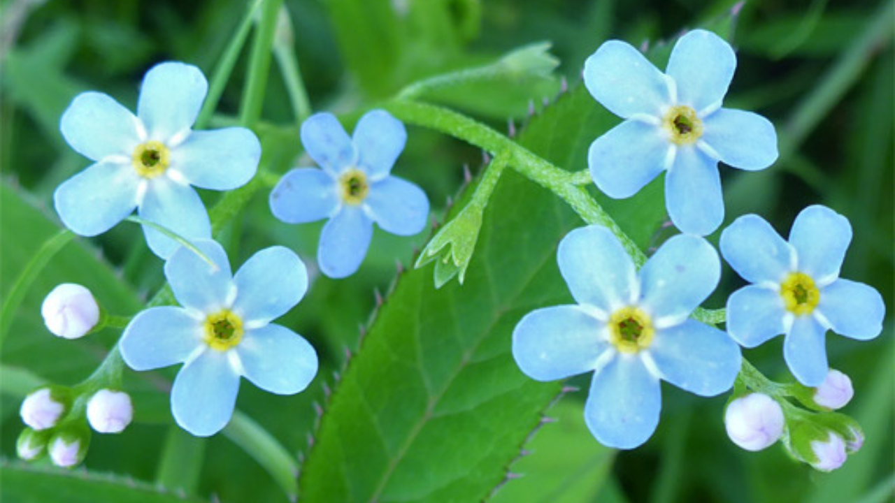 Water Forget-Me-Not: A Charming Aquatic Beauty