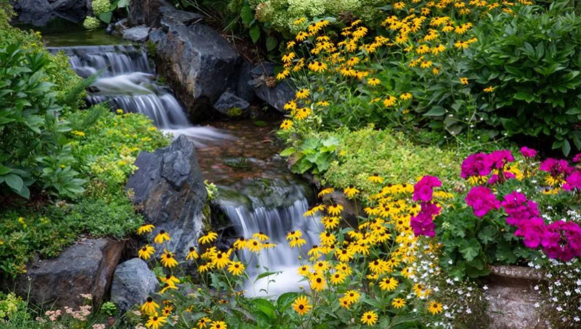 Waterfall Plants to Complement Your Water Feature