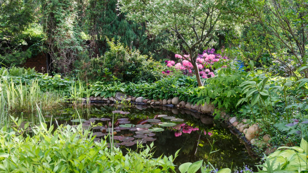 Why Are My Pond Fish Hiding