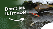 How Koi and Pond Fish Survive the Winter—And How You Can Help