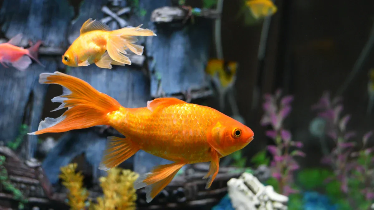 a bright goldfish