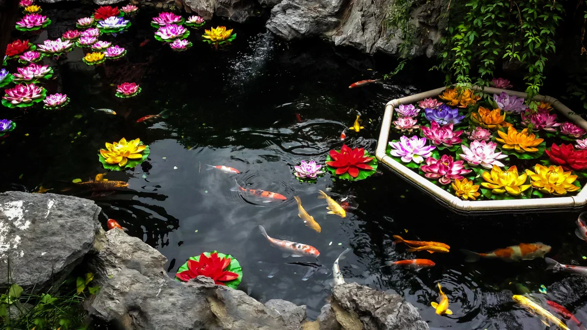 a pond for the shimmer