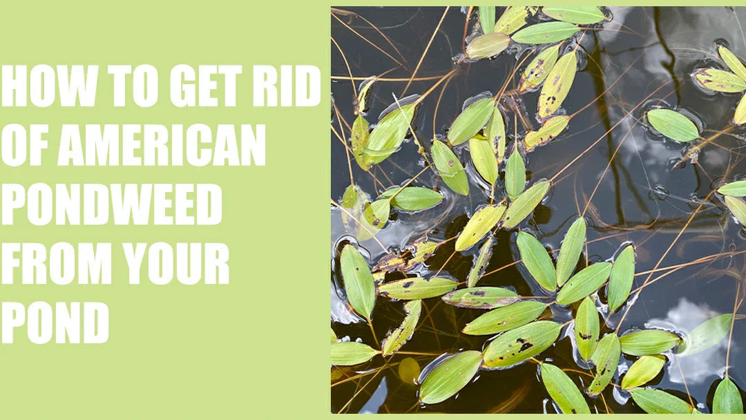 american pondweed control