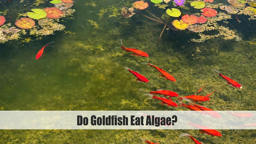 do fish eat algae