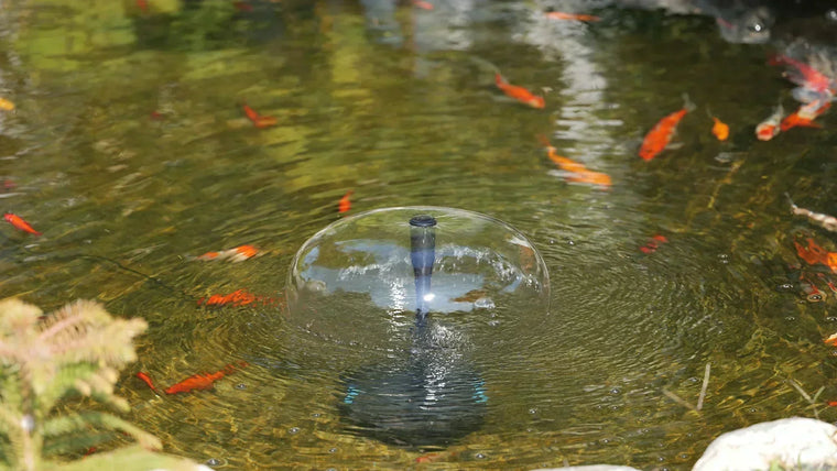 What You Need to Know About Pond Filtration?