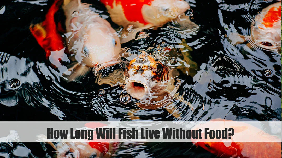 how long can fish go without food