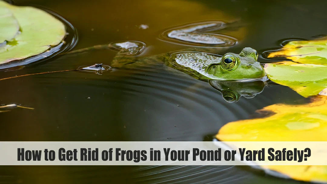 how to keep frogs away