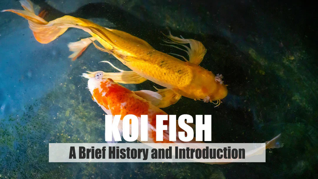 Koi Fish History, Symbolism and Varieties for Garden Ponds
