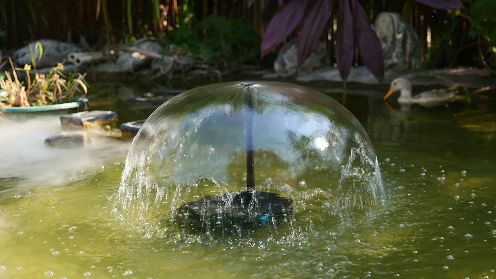 right pond filter for your Space