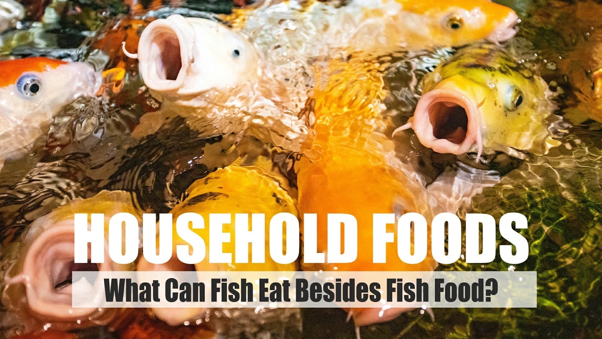 what can fish eat besides fish food