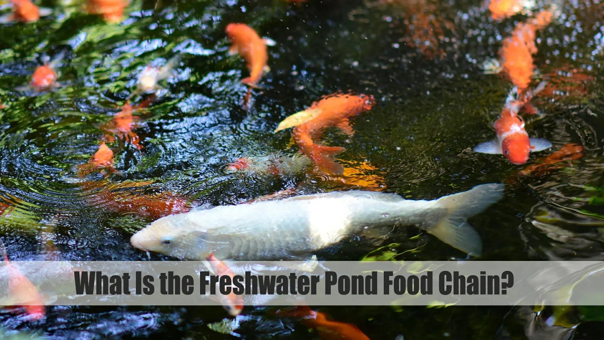 what is the freshwater pond food chain
