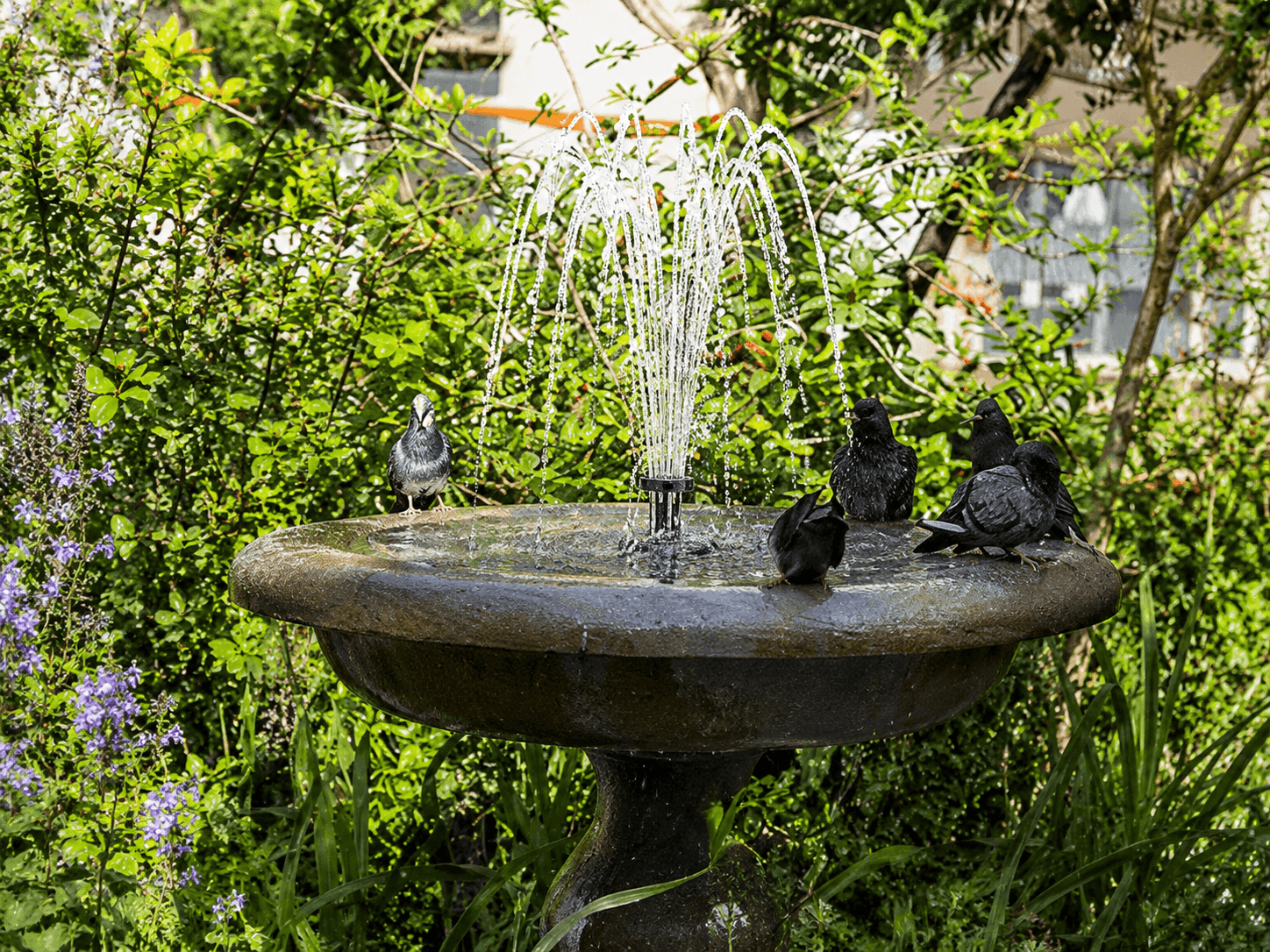 Bird Baths