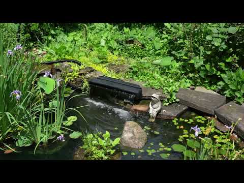 1600GPH Waterfall Pump Kit with 23" Waterfall Spillway
